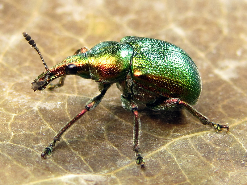 Byctiscus betulae - Rhynchitidae